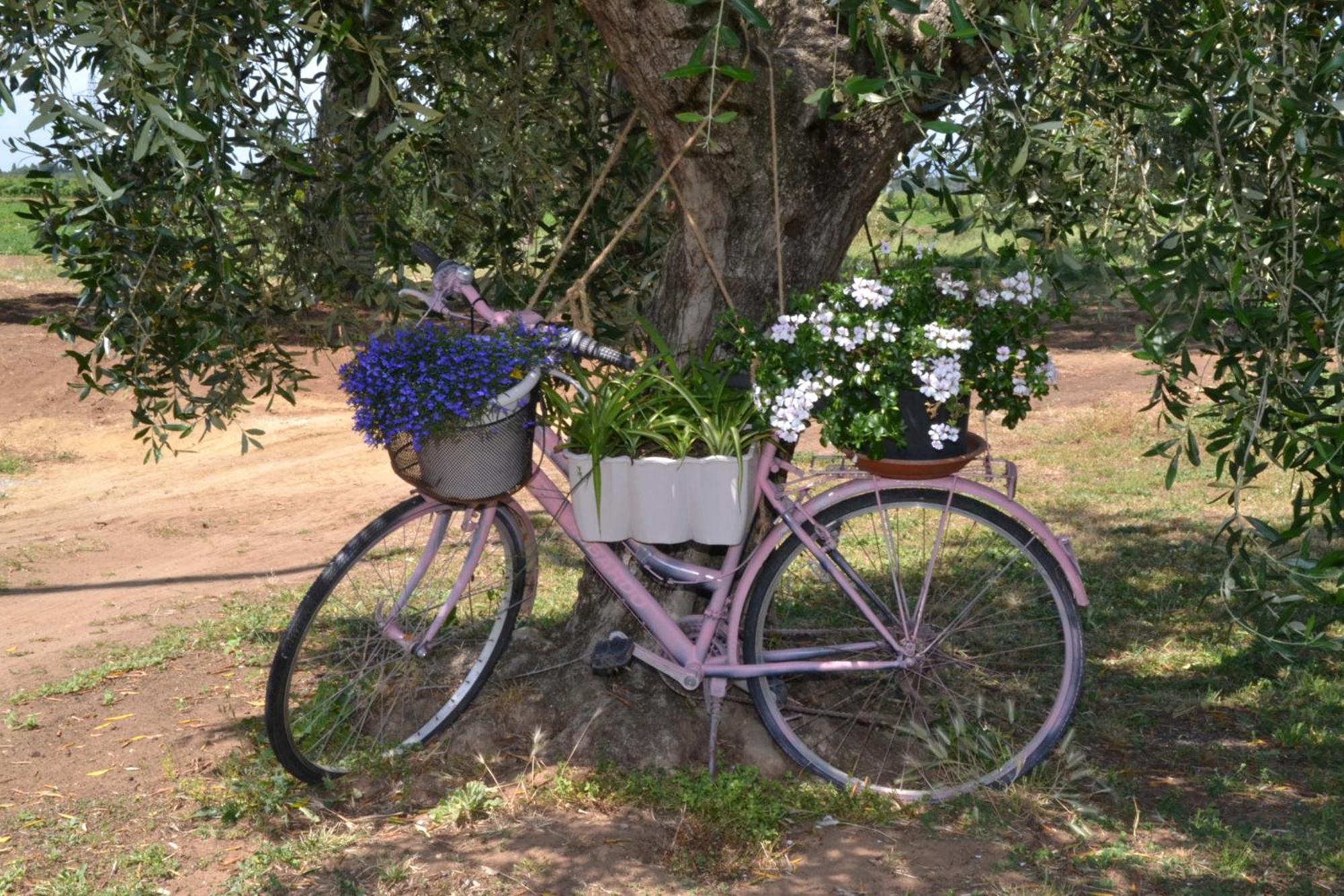 Hotel La Mimosa Bolgheri Exteriér fotografie